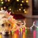 What About The Dog? 10 Pet Safety Tips For The Holidays