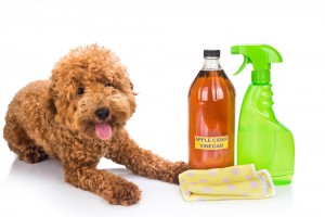 pet safe cleaning products